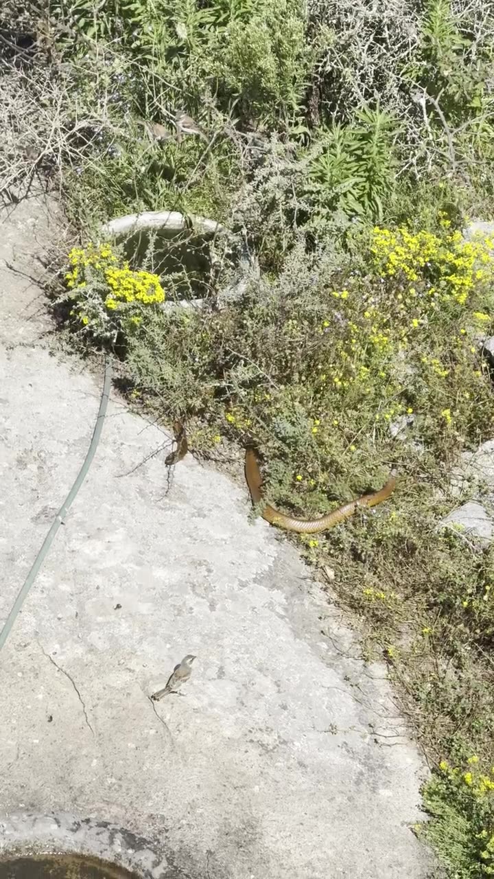 Cape cobra crossing the paving beside the greenbelt on the Daisy Walk, Langebaan